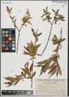 Foto von Salix alba L. x Salix pentandra L.